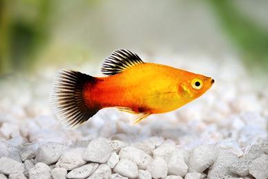 Pesci platy acquario Xiphophorus maculatus
