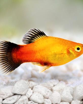 Pesci platy acquario Xiphophorus maculatus