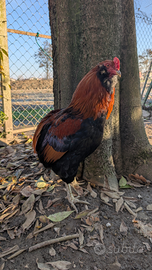 Gallo Araucana Barbuto dorato blu