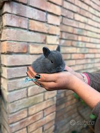 Coniglio nano colorato