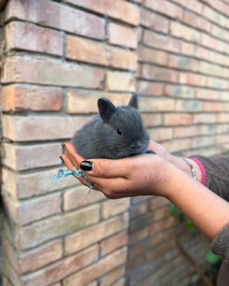 Coniglio nano colorato