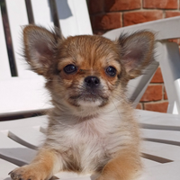 Cucciolo di chihuahua pelo lungo