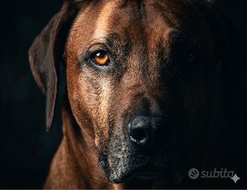 Rhodesian ridgeback per accoppiamento