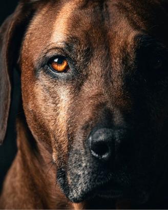 Rhodesian ridgeback per accoppiamento