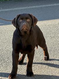 Cucciola labrador chocolate