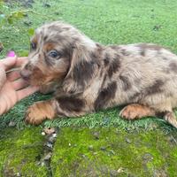 Bassotto Standard pelo lungo maschio