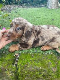 Bassotto Standard pelo lungo maschio