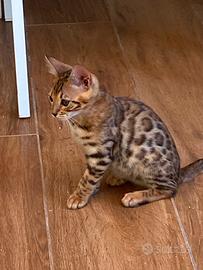 Gatto bengala femminuccia
