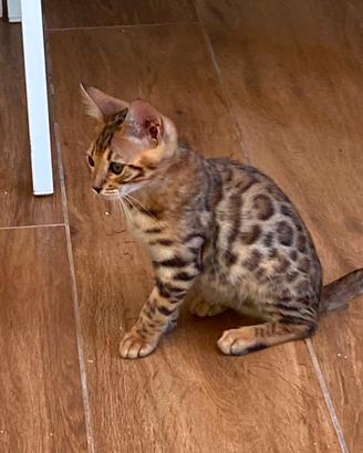 Gatto bengala femminuccia