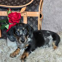 Bassotto nano maschietti