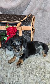 Bassotto nano maschietti