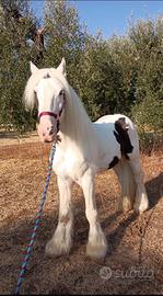 Gypsy