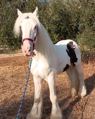 Gypsy