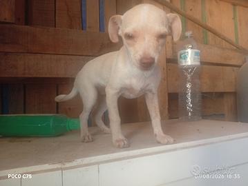 chihuahua 