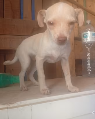 chihuahua 