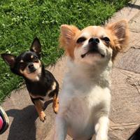 Chihuahua pelo lungo con pedigree