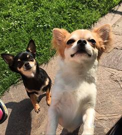 Chihuahua pelo lungo con pedigree