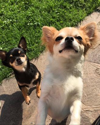 Chihuahua pelo lungo con pedigree