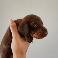 Cuccioli bassotto nano