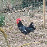 Galletto specie Ancona