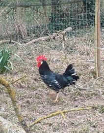 Galletto specie Ancona