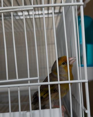 Ibrido di cardellino