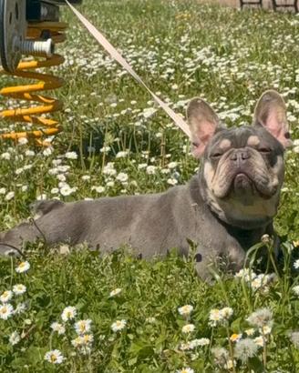 Bulldog francese/Femminuccia/Lillac Tan/Recup Spes