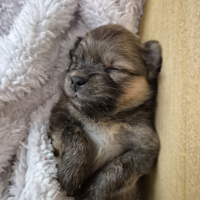 Volpini di pomerania