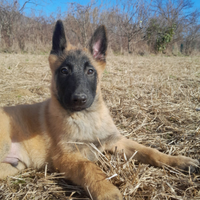 Pastore Belga Malinois