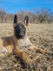 Pastore Belga Malinois