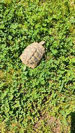 tartaruga hermanni 