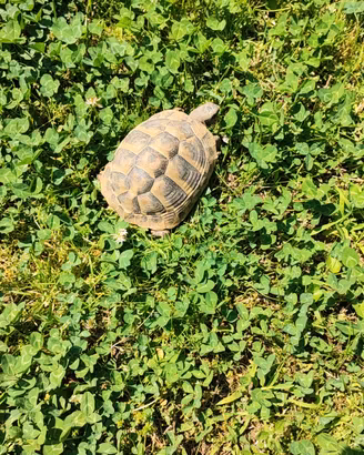 tartaruga hermanni 