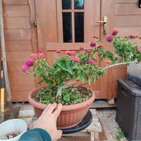 Pre-bonsai di Lantana