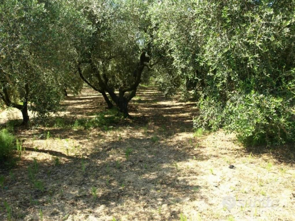 Immobile in asta di 5649 m² a Fonni - Vista 3