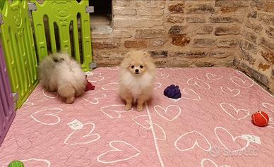Pomerania maschio crema