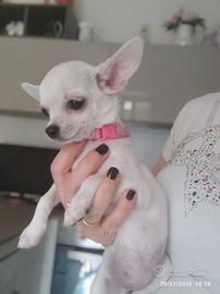 Chihuahua