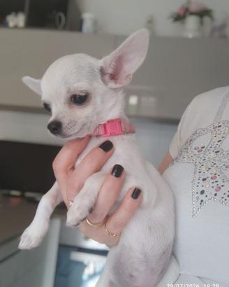 Chihuahua