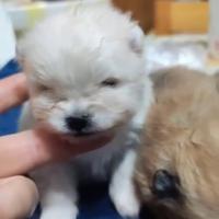 Spitz volpino di pomerania