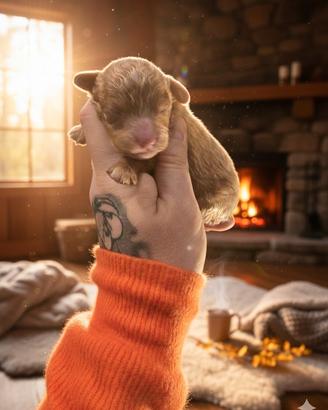 Cucciola barboncino toy