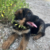 Pastore tedesco cuccioli