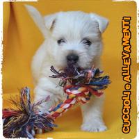 Cuccioli West Highland - Allevamento ric. Enci