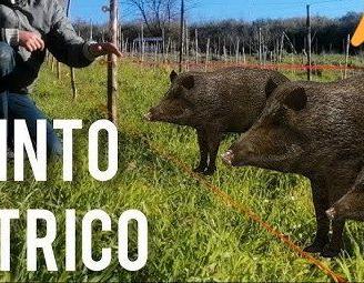 Recinto difesa Elettrificato BATTERIA Isolatori 25