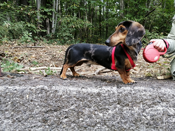 Bassotto arlecchino stallone