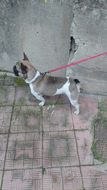 Bulldog francese maschio