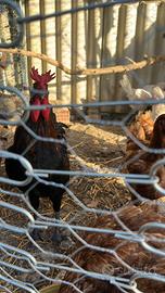 Galline coronate siciliane
