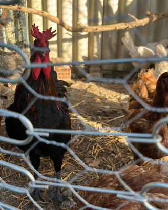 Galline coronate siciliane