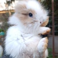 Coniglio testa di leone