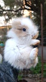 Coniglio testa di leone