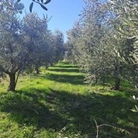 a Polpenazze s/G!! Lotto Agricolo con U