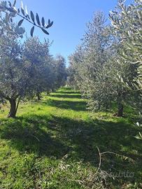 a Polpenazze s/G!! Lotto Agricolo con U